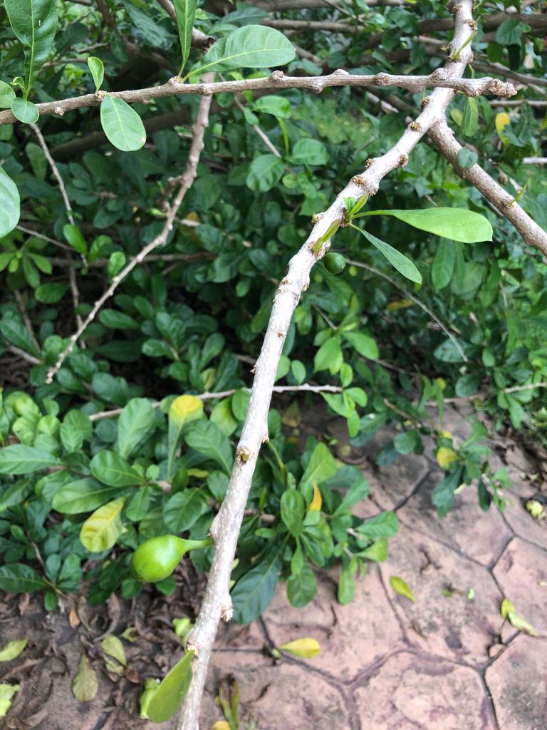 Cure Kl Cure Malaysia