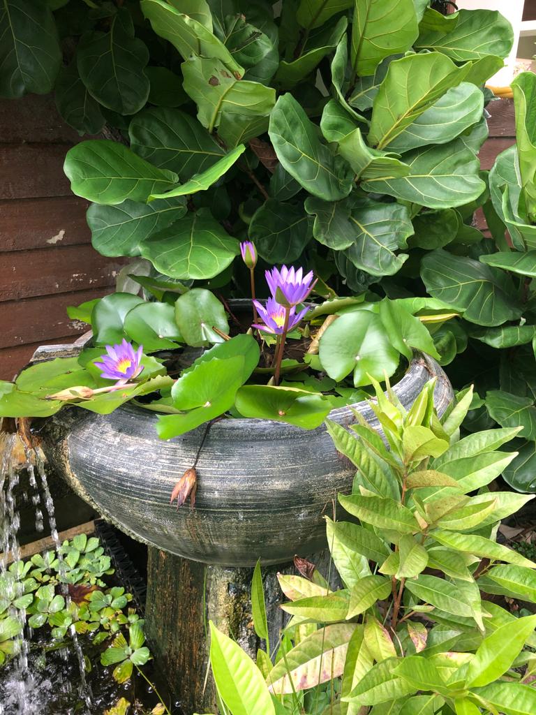 Cure Kl Cure Malaysia